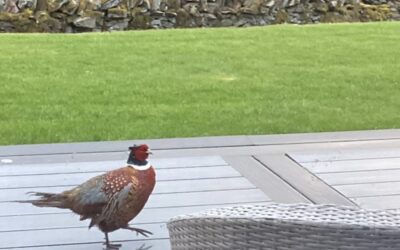 A Dream Stay in the Scottish Borders